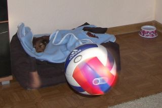 Jamnik d�ugow�osy NAILA